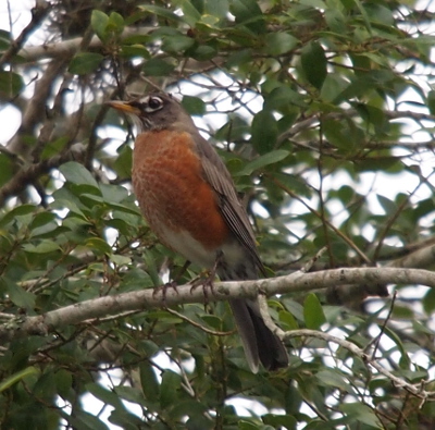 [A robin perched on a branch faces to the left. The brown bird has a red breast except for the lowest part which is white. There is a white ring around the eye with some stripes of black in it. The bill is yellow.]